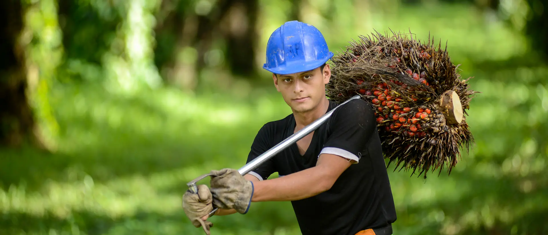 Delavec z modro čelado nosi palmove sadeže v nasadu palm