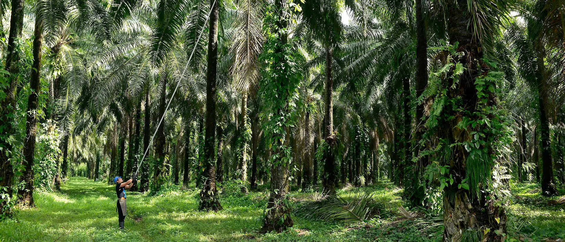 Obiralec palmovih sadežev v palmovem gozdu