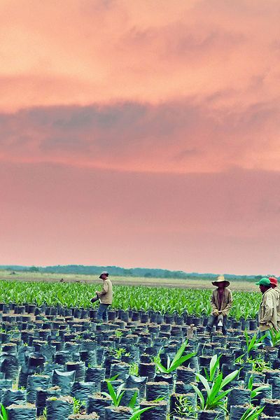 palm-oil-farmers-in-colombia_eciRGBv2